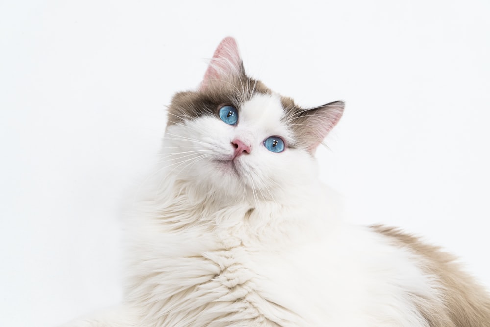 a cat with blue eyes