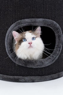 a cat in a cat bed