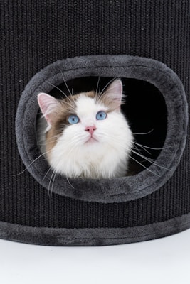 a cat in a cat bed