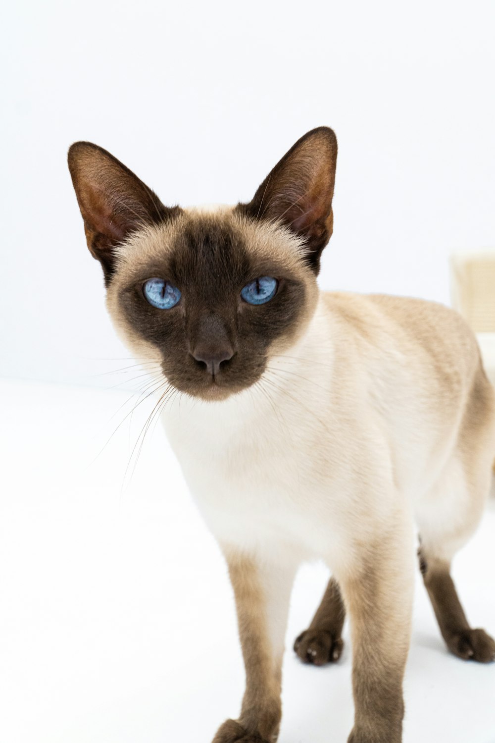 a cat with blue eyes