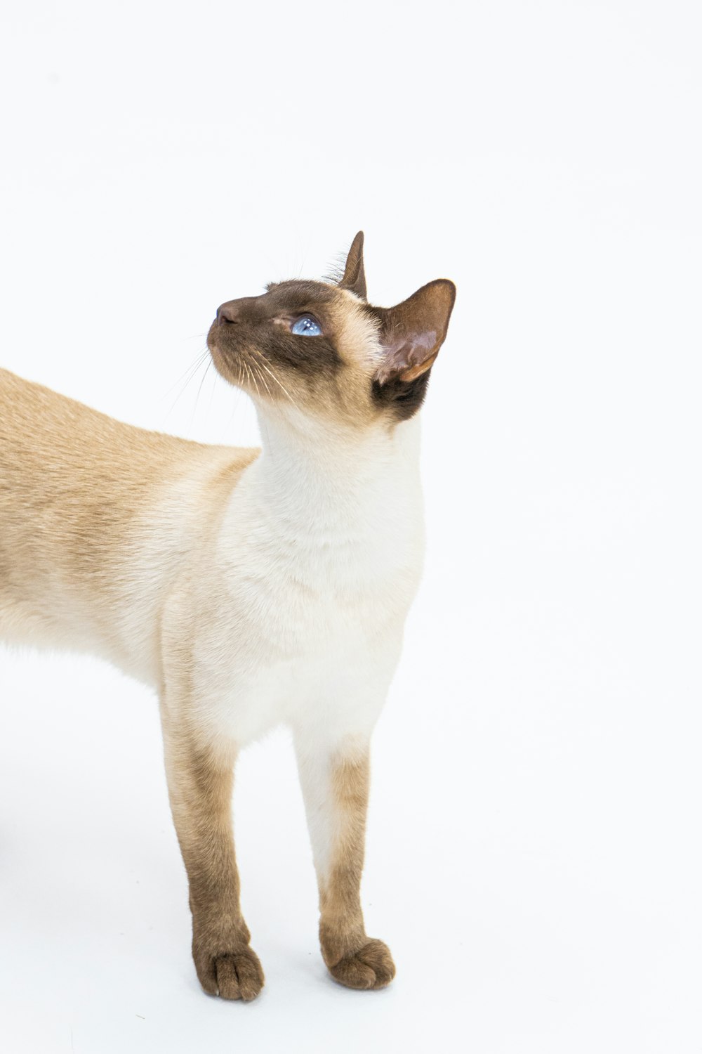 Un gato con ojos azules