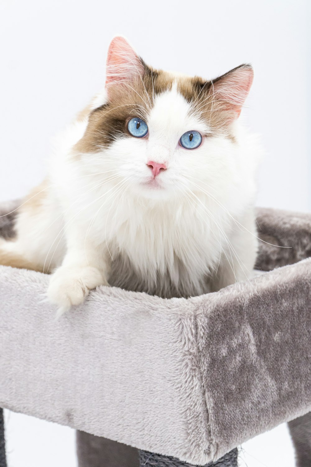 a cat with blue eyes