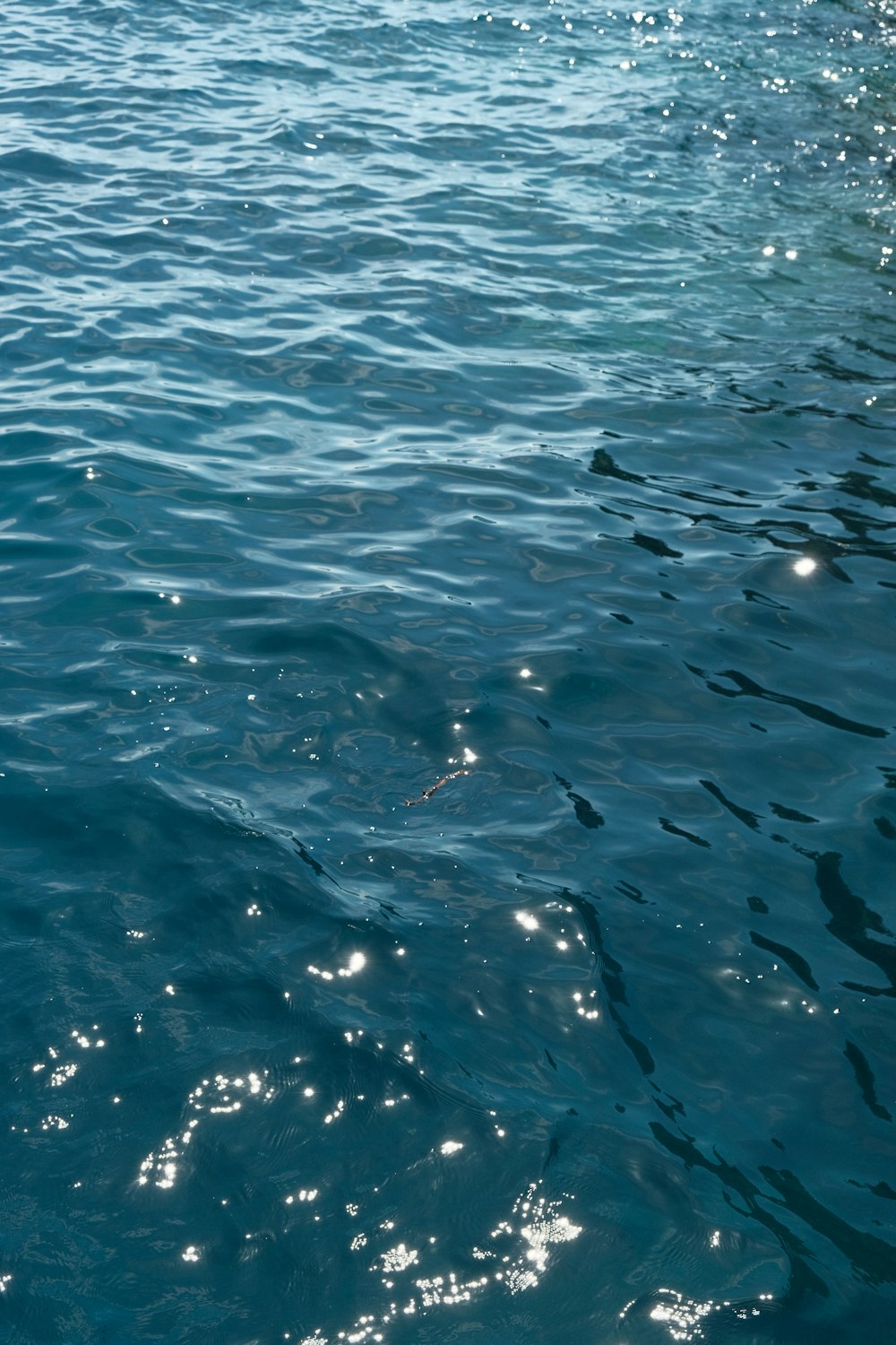 a group of fish swimming in the water