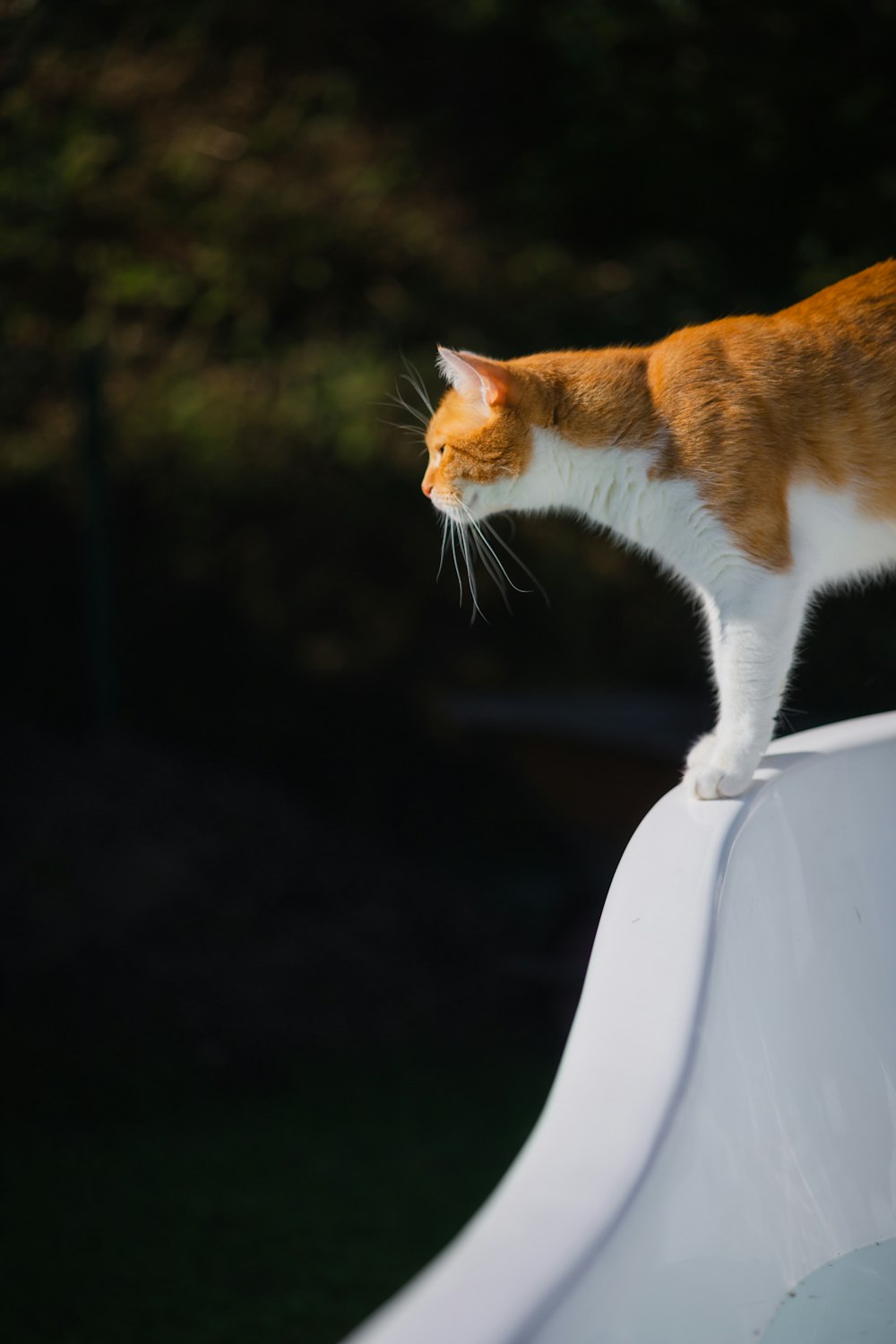 a cat on a car