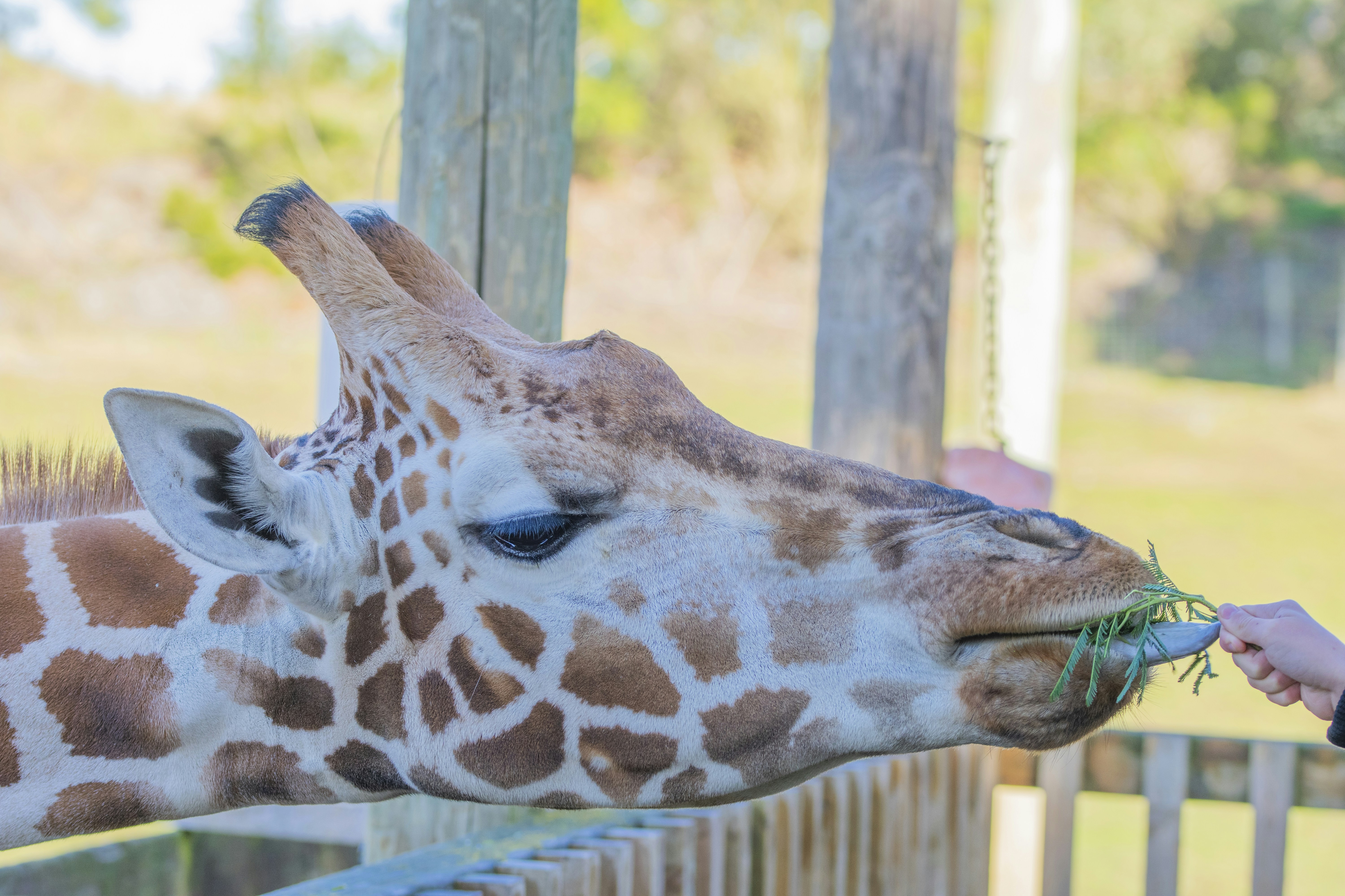 a giraffe eating from a hand