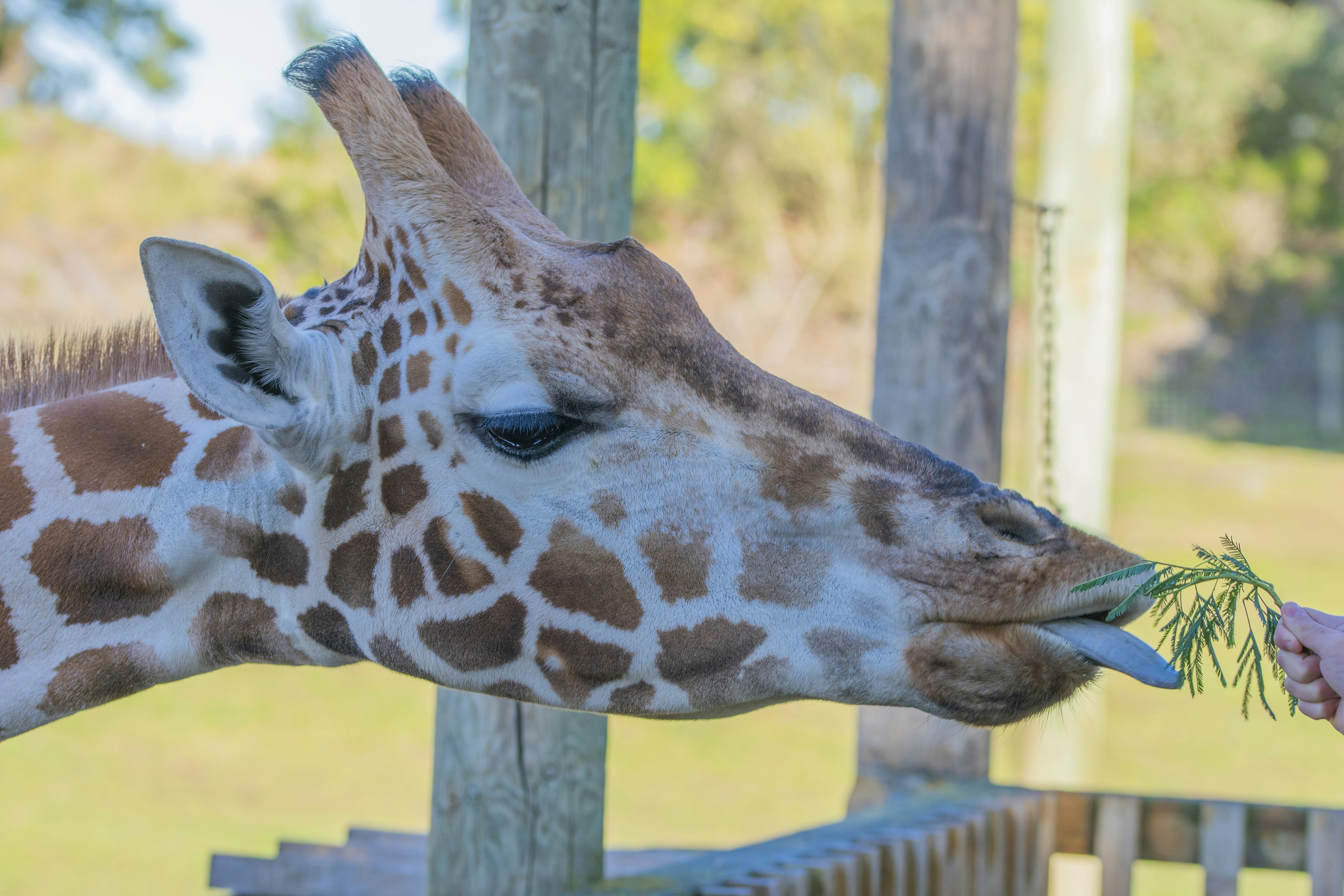 a giraffe licking a hand