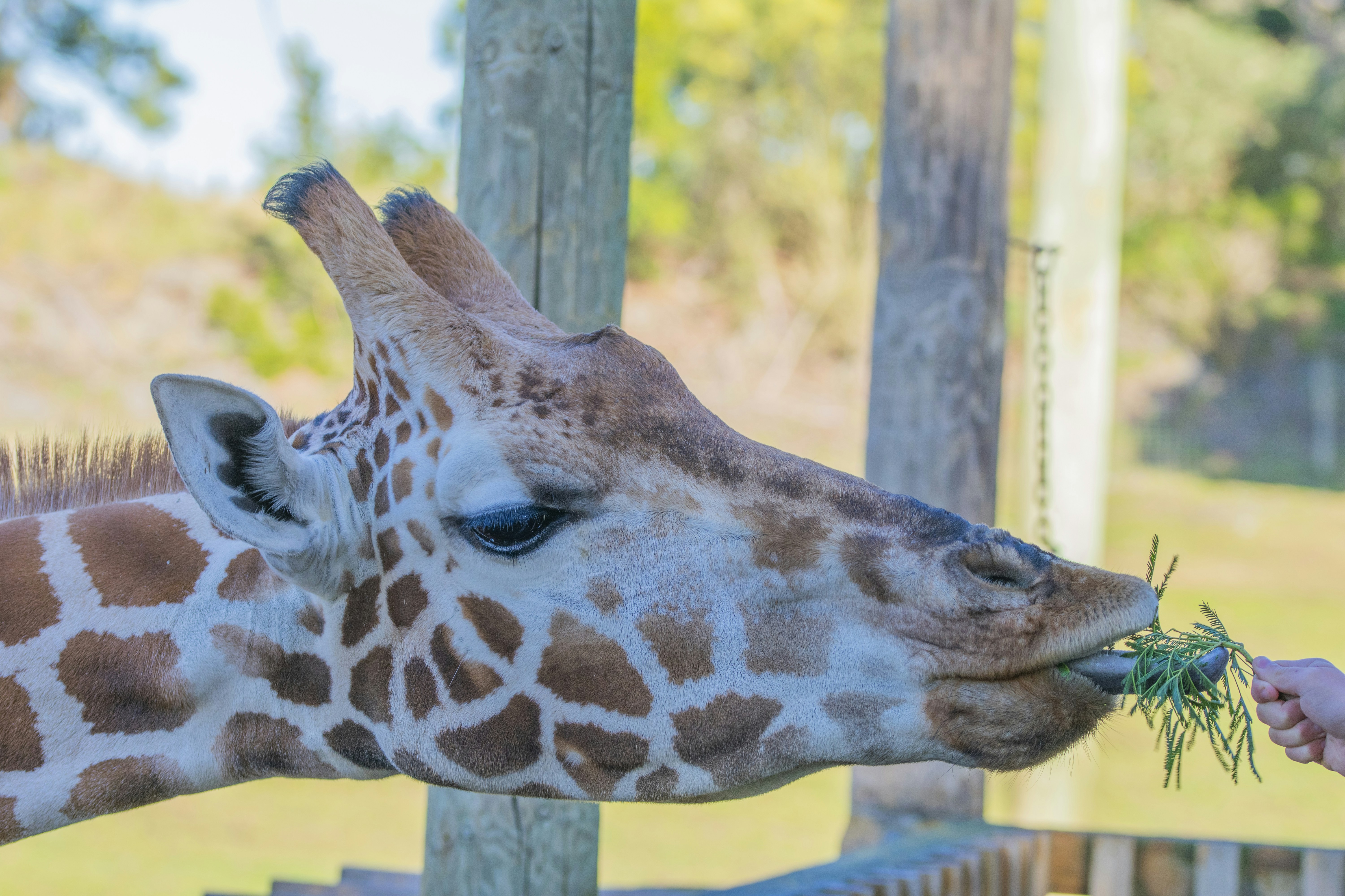 a giraffe eating grass