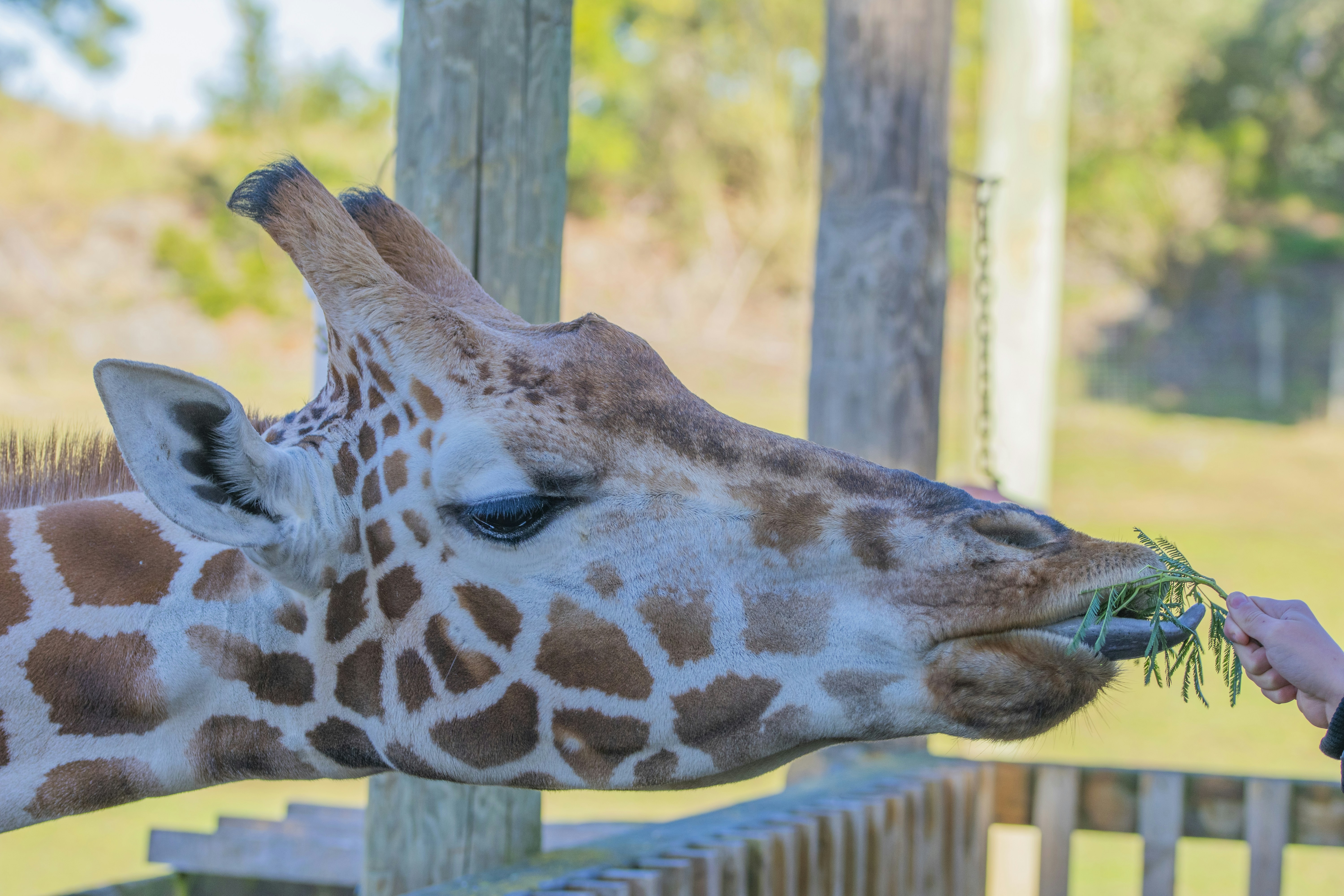 a giraffe eating from a hand