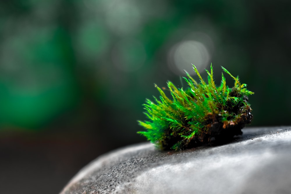 a small green plant growing out of a rock