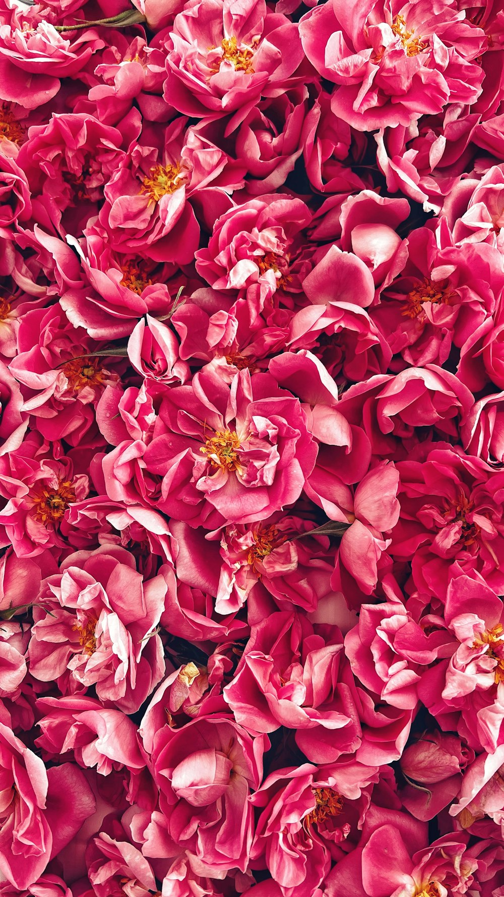 a group of pink flowers