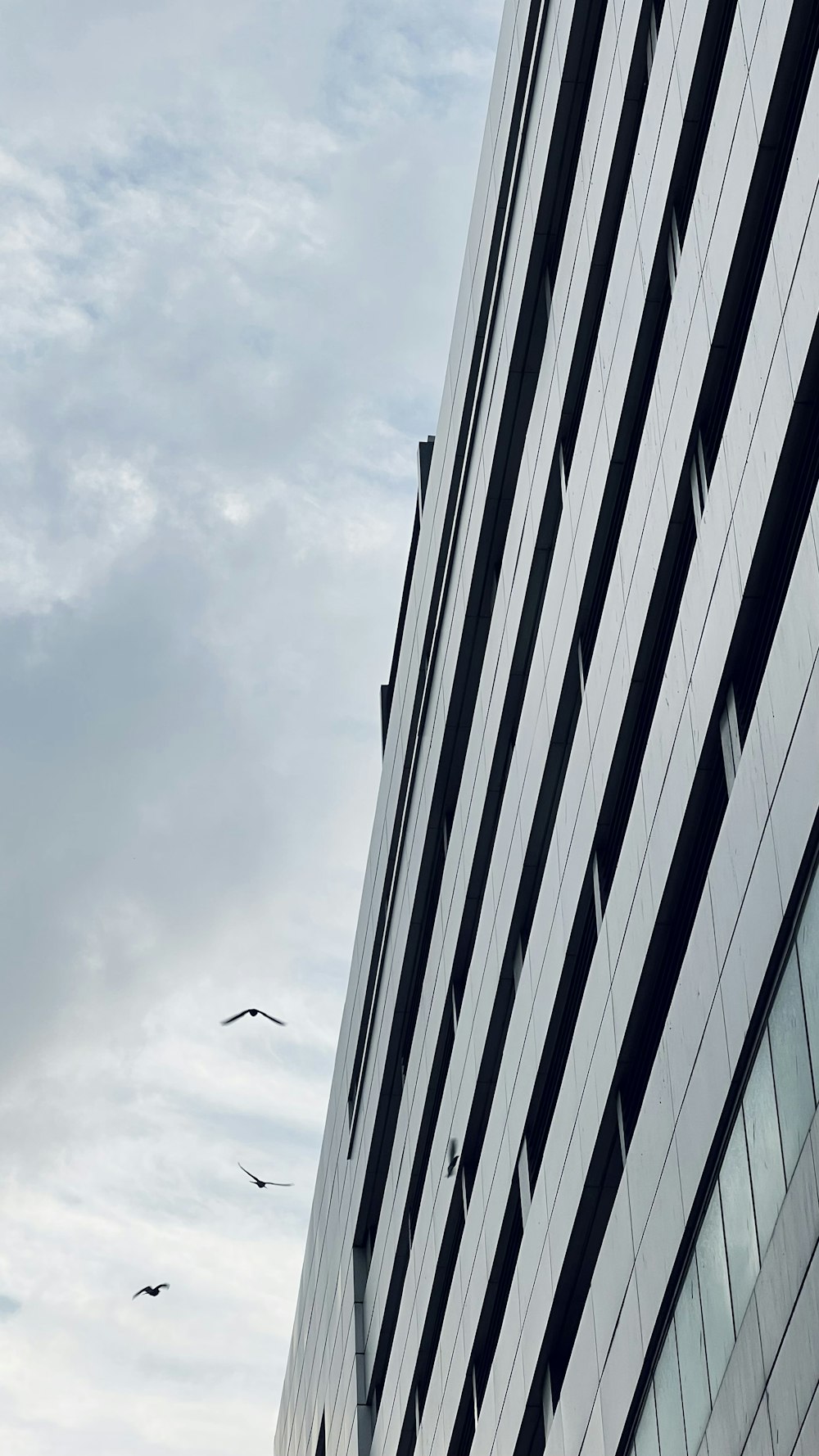 birds flying near a building