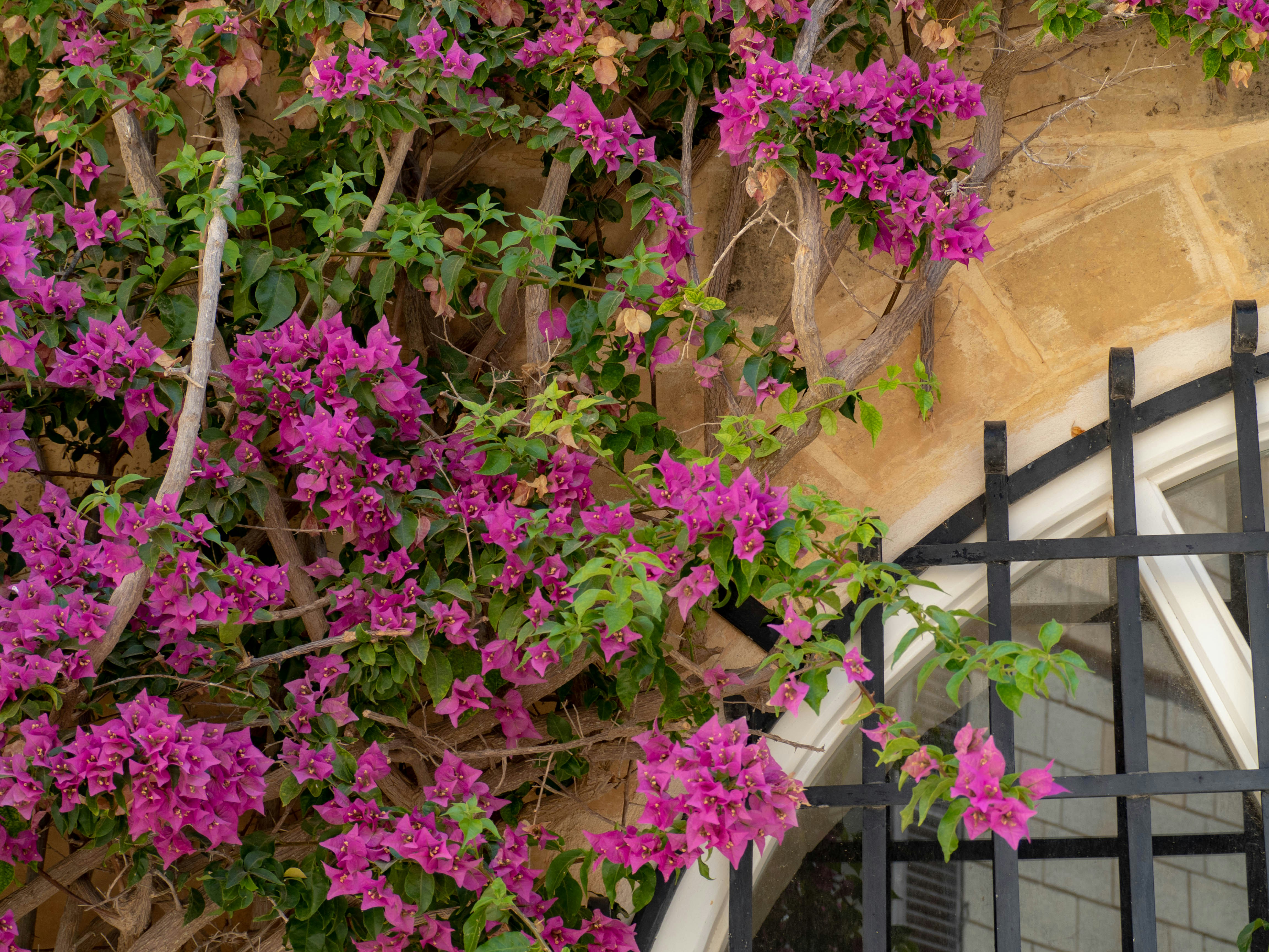 卡尔默里特修道院