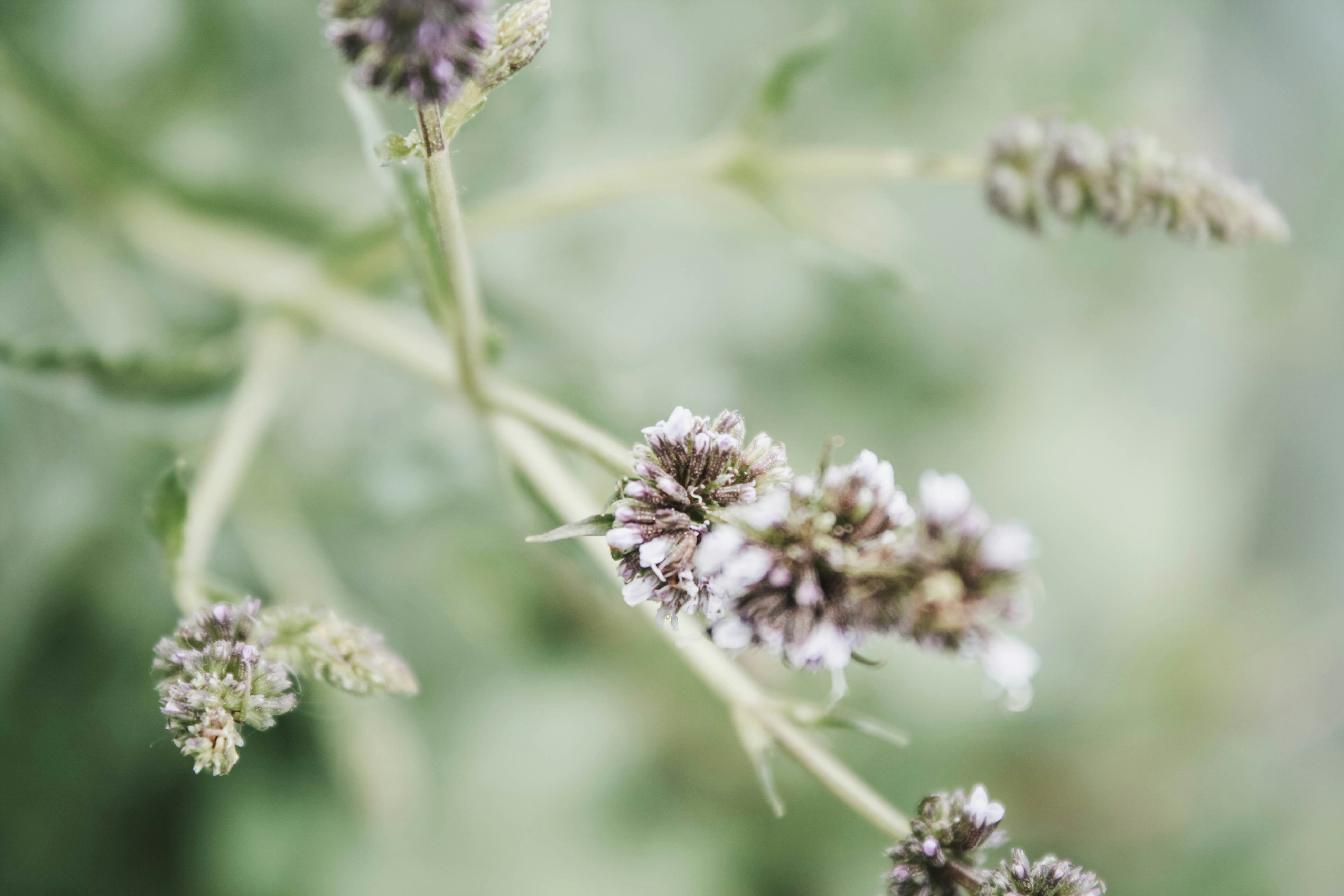 Nahaufnahme einer Blume