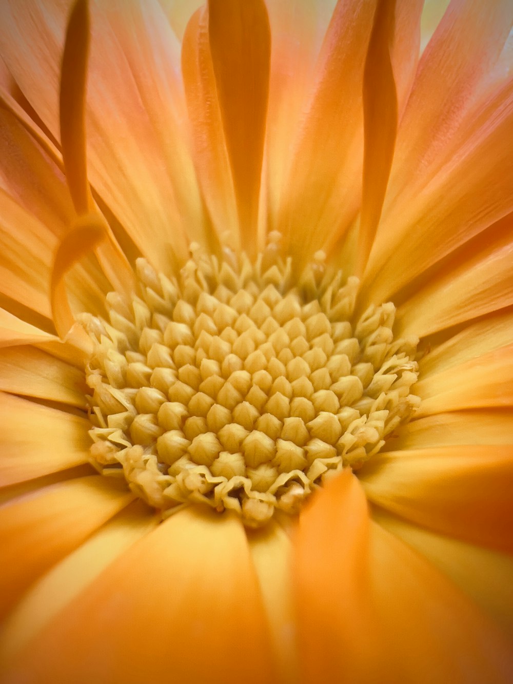 un primo piano di un fiore