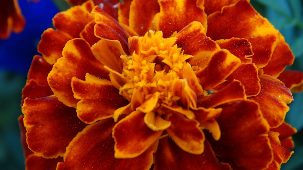 a close up of a flower