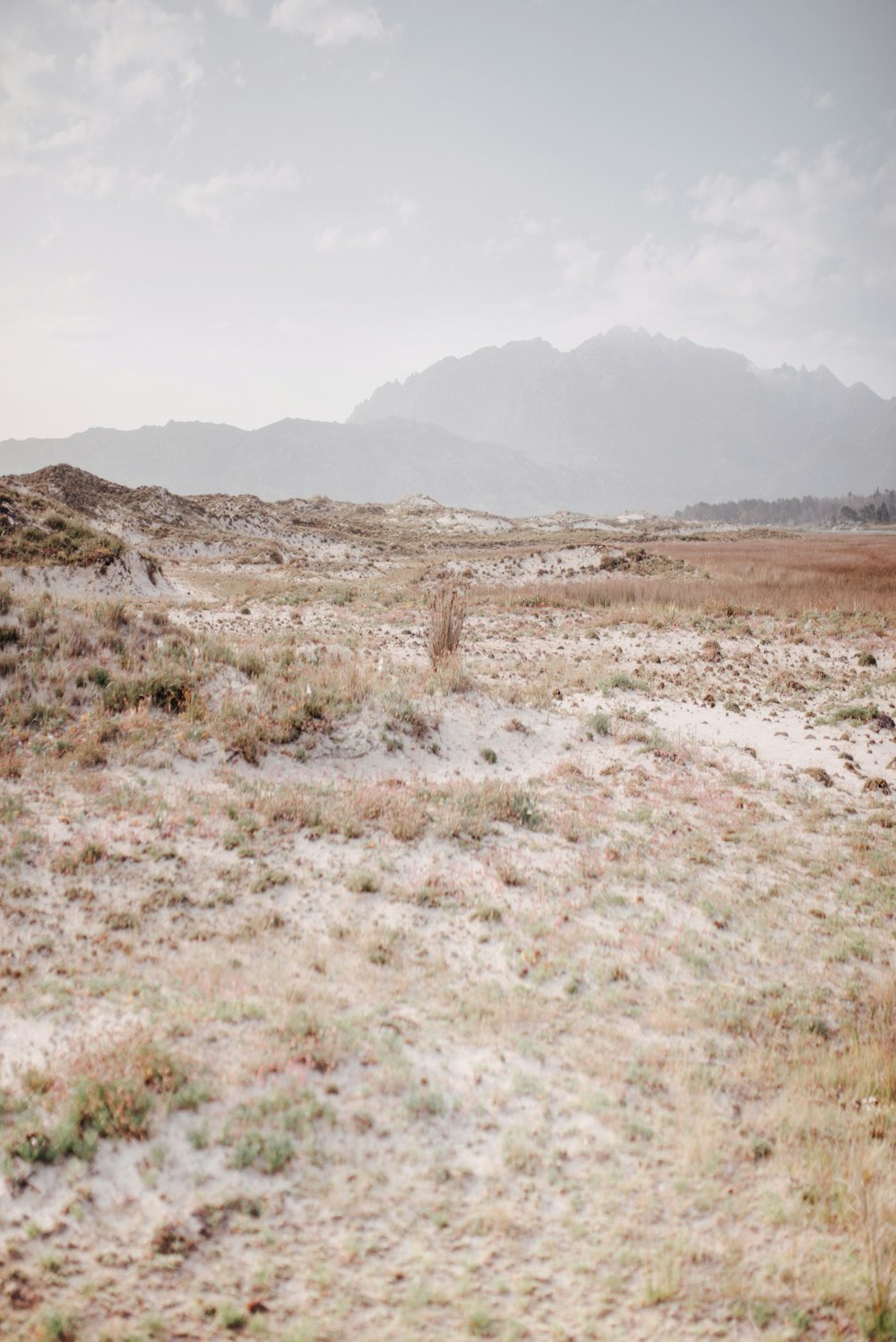 a field of dry grass