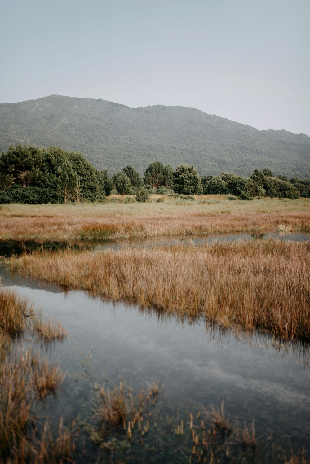 a body of water with plants and trees in the background