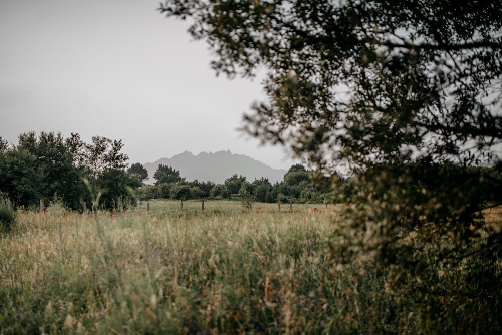 a field of grass and trees