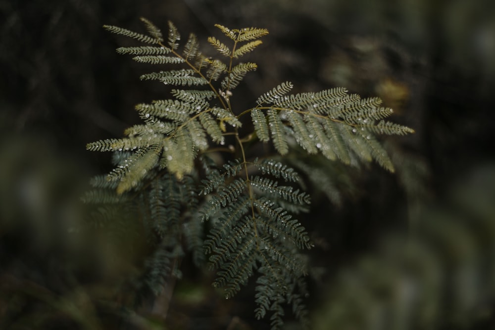 a close up of a plant