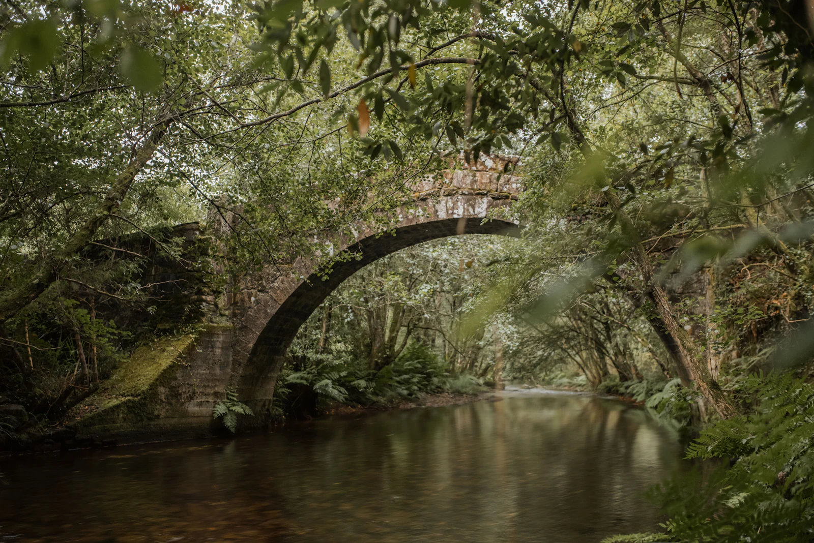 Puente de piedra en un bosque gallego