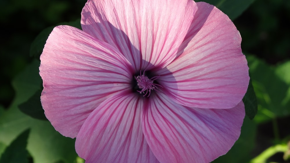 a close up of a flower