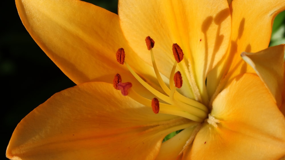 a yellow flower with red spots