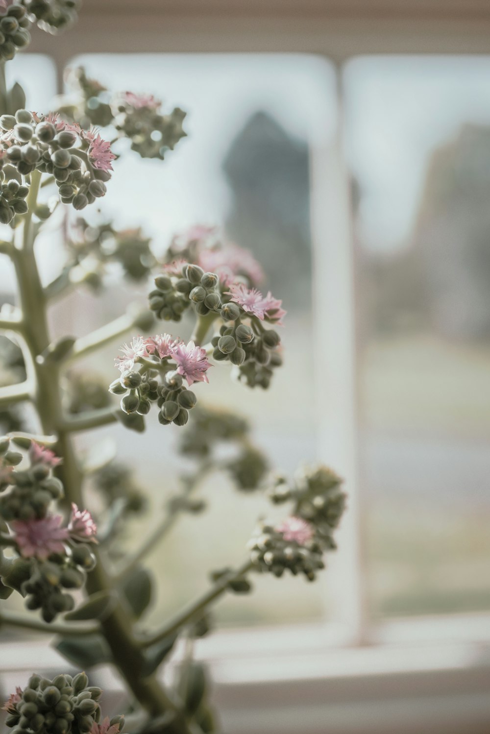 a close up of flowers