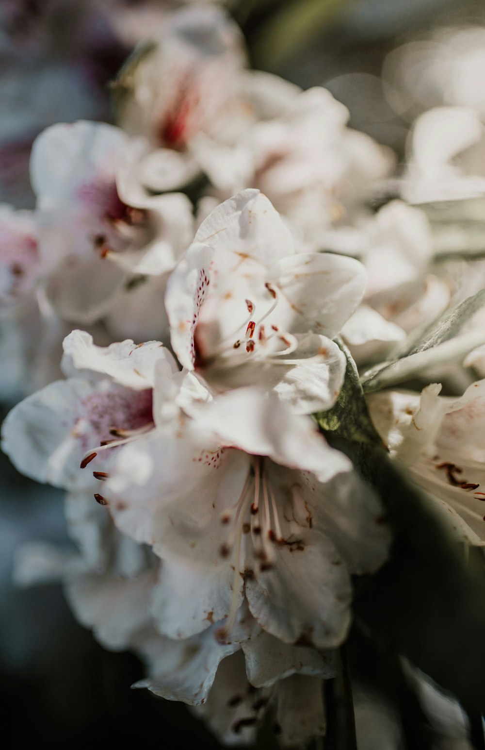 close up of white flowers