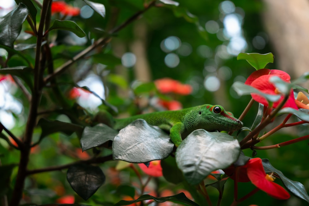 a lizard on a branch