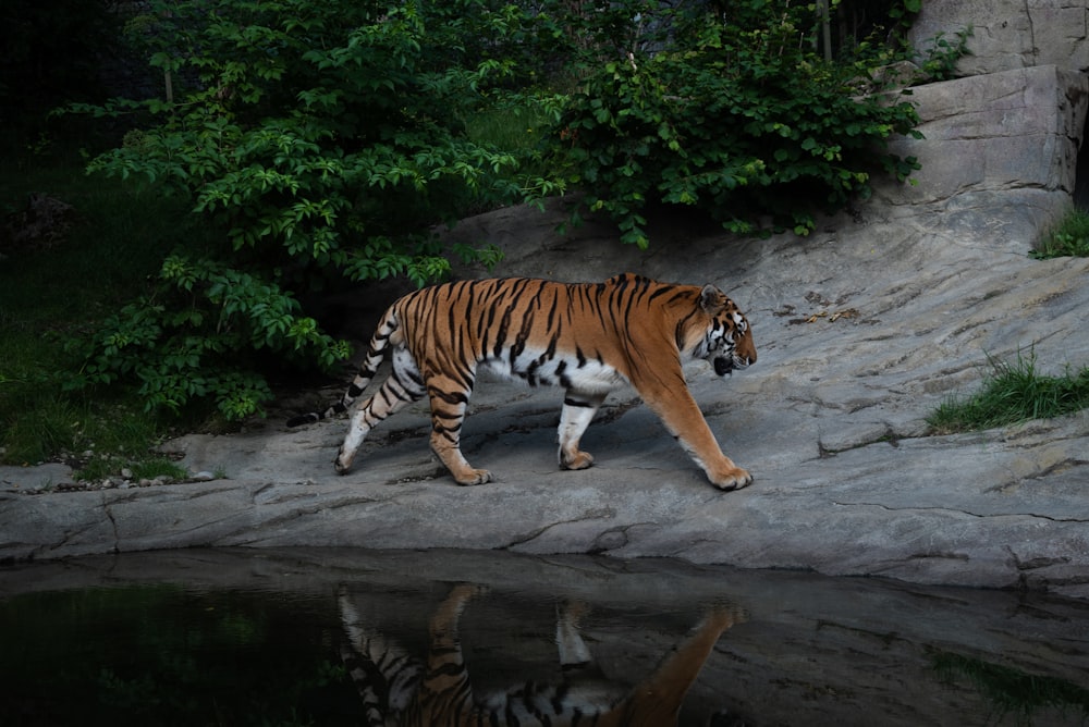 a tiger walking on a rock