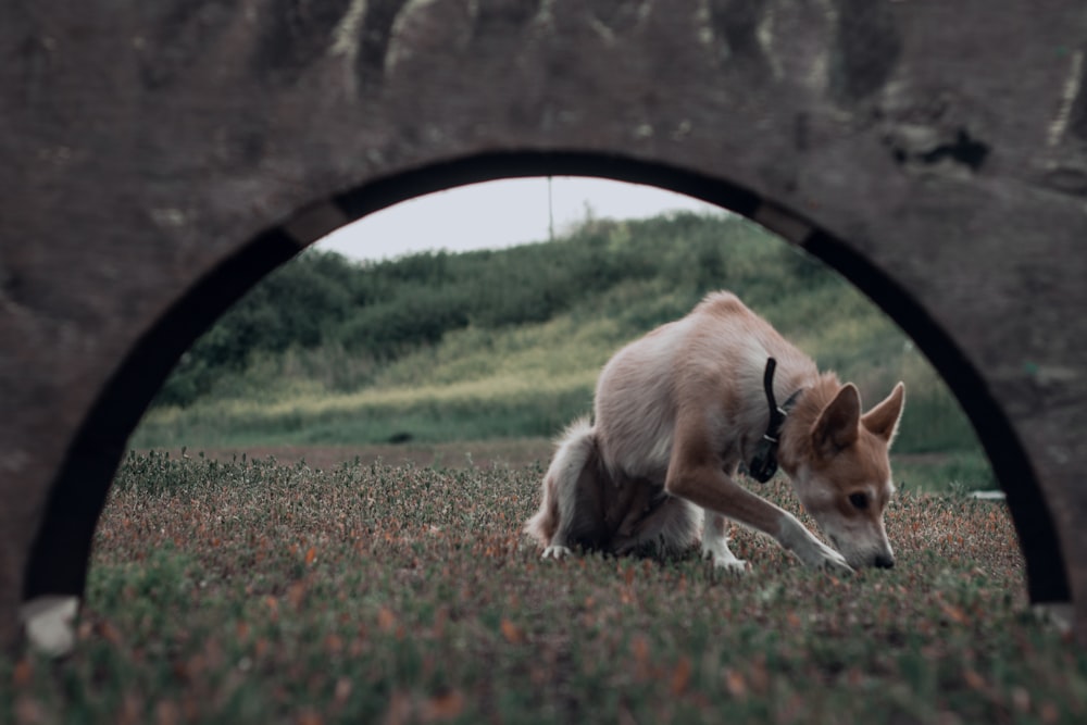 a dog lying on the ground under a bridge