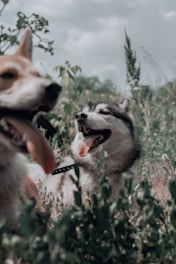 a couple dogs in a field