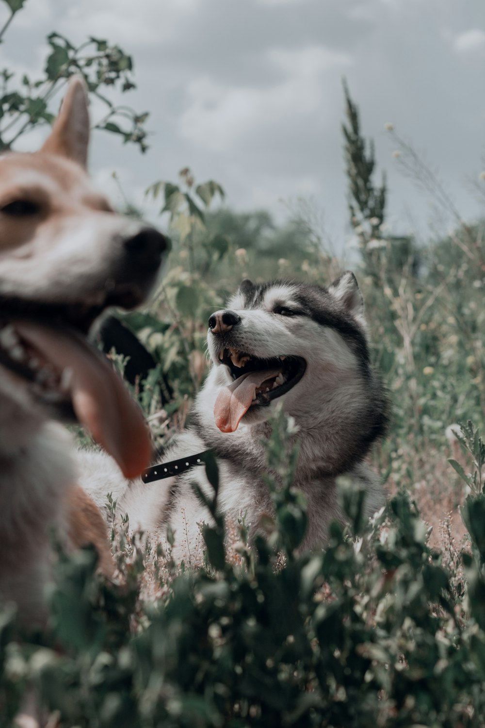 a couple dogs in a field