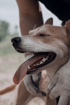 A happy dog enjoying a grooming session.