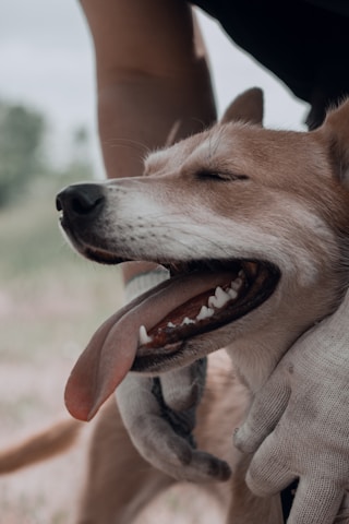 A happy dog enjoying a grooming session.