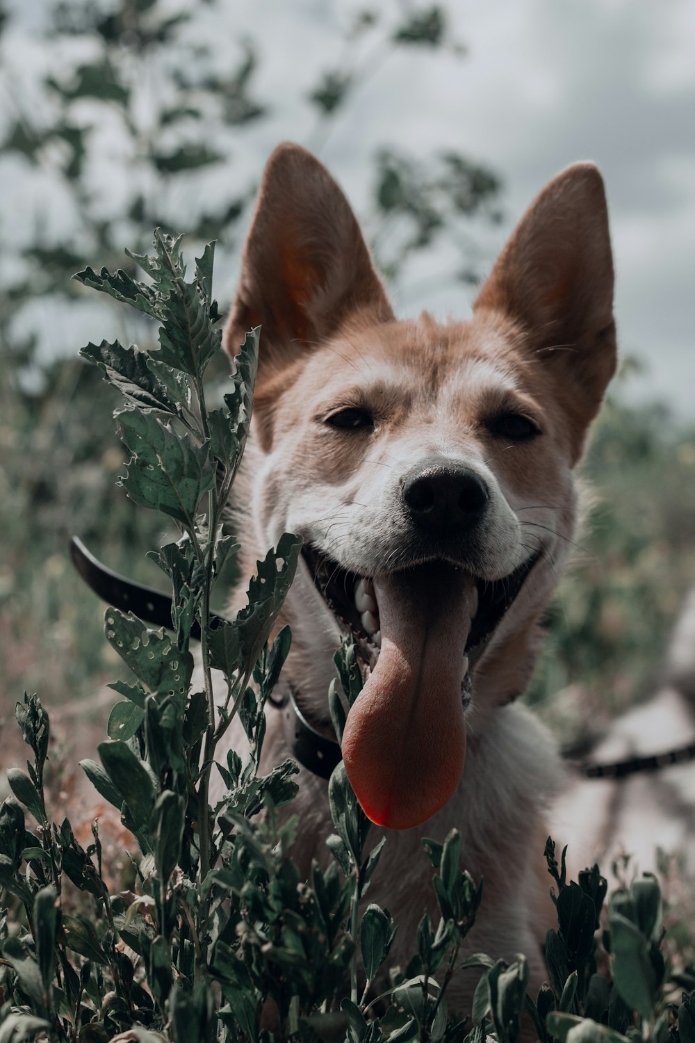 a dog with its tongue out