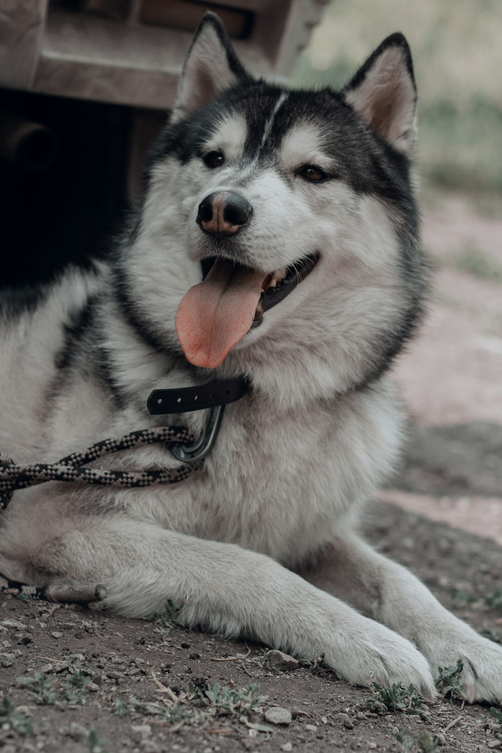 a dog with a leash