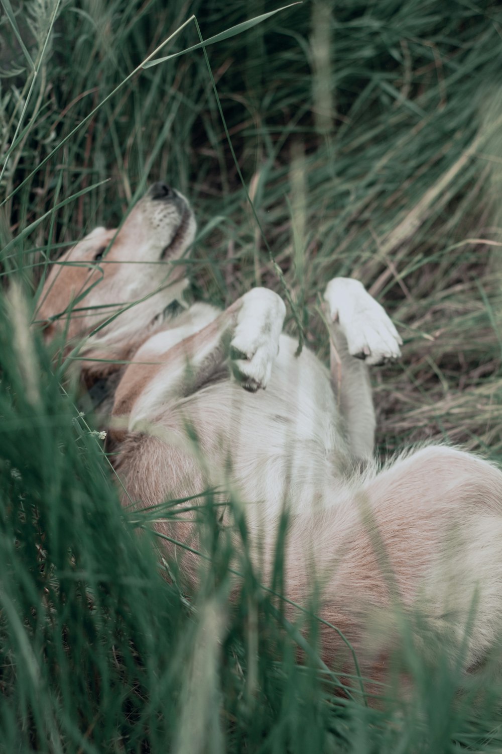 풀밭에 누워있는 치타