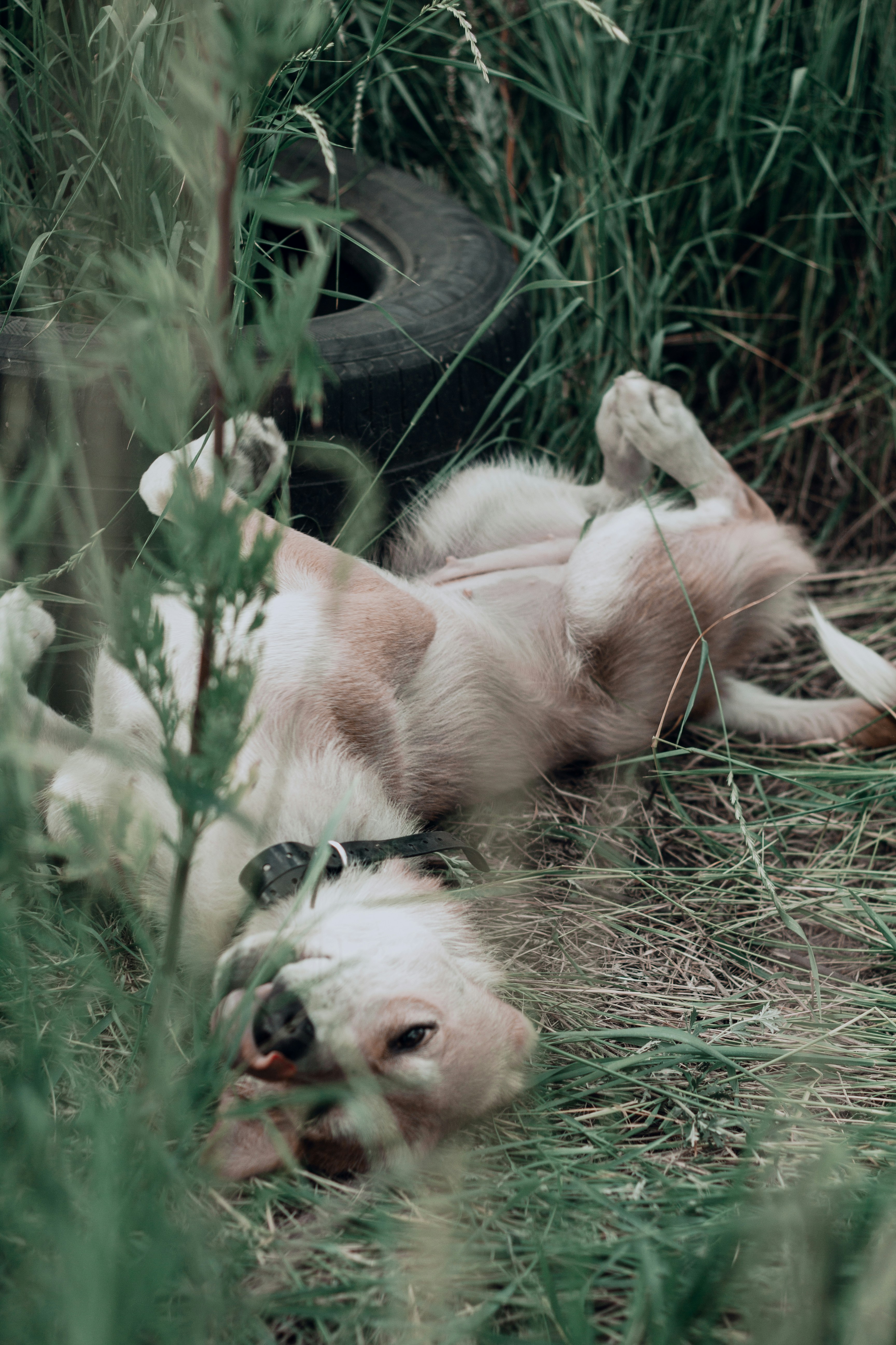 A charming English cream golden retriever puppy lying on the grass