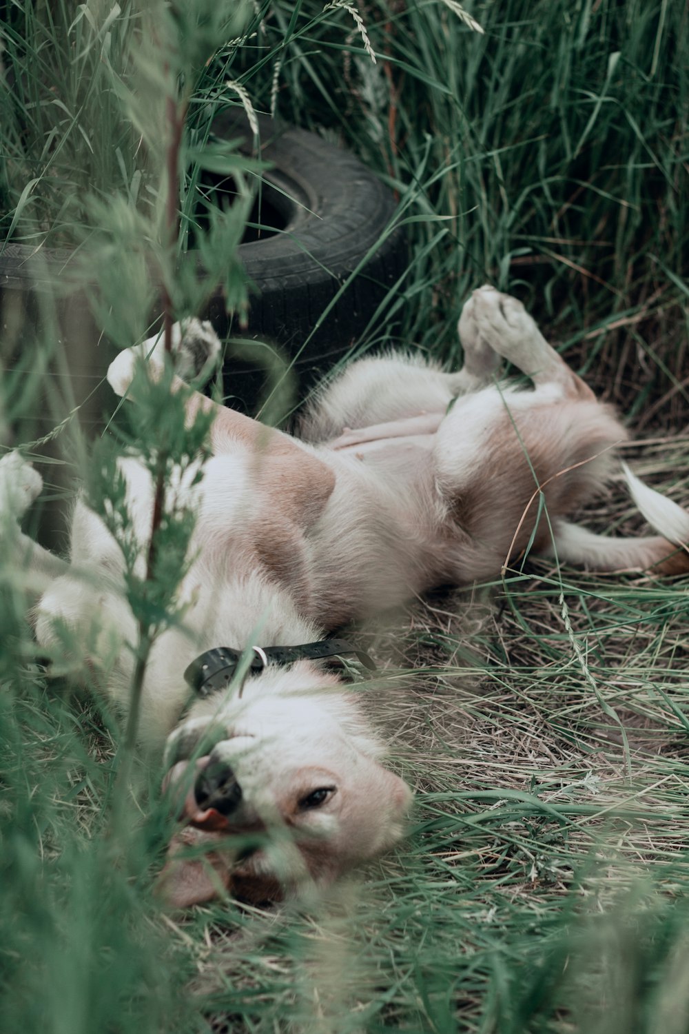 a dog lying in the grass