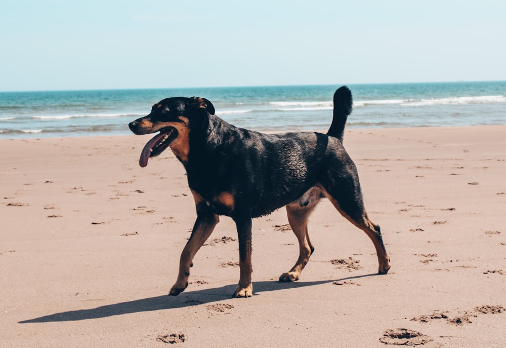 a dog on a beach