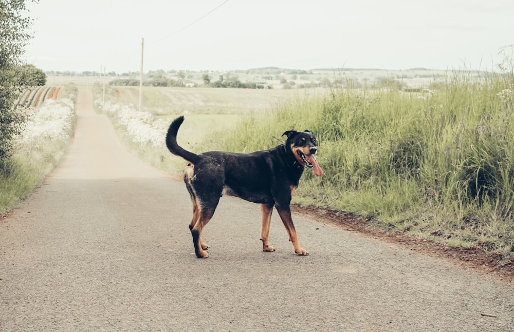 a dog standing on a road