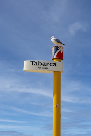 a bird sitting on a sign post