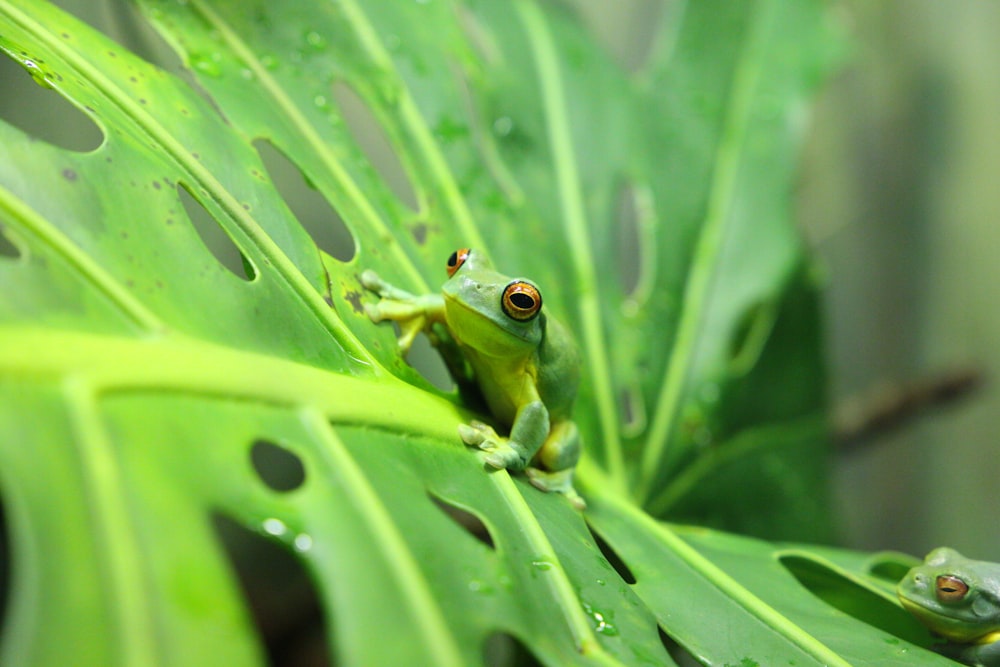 a frog on a leaf