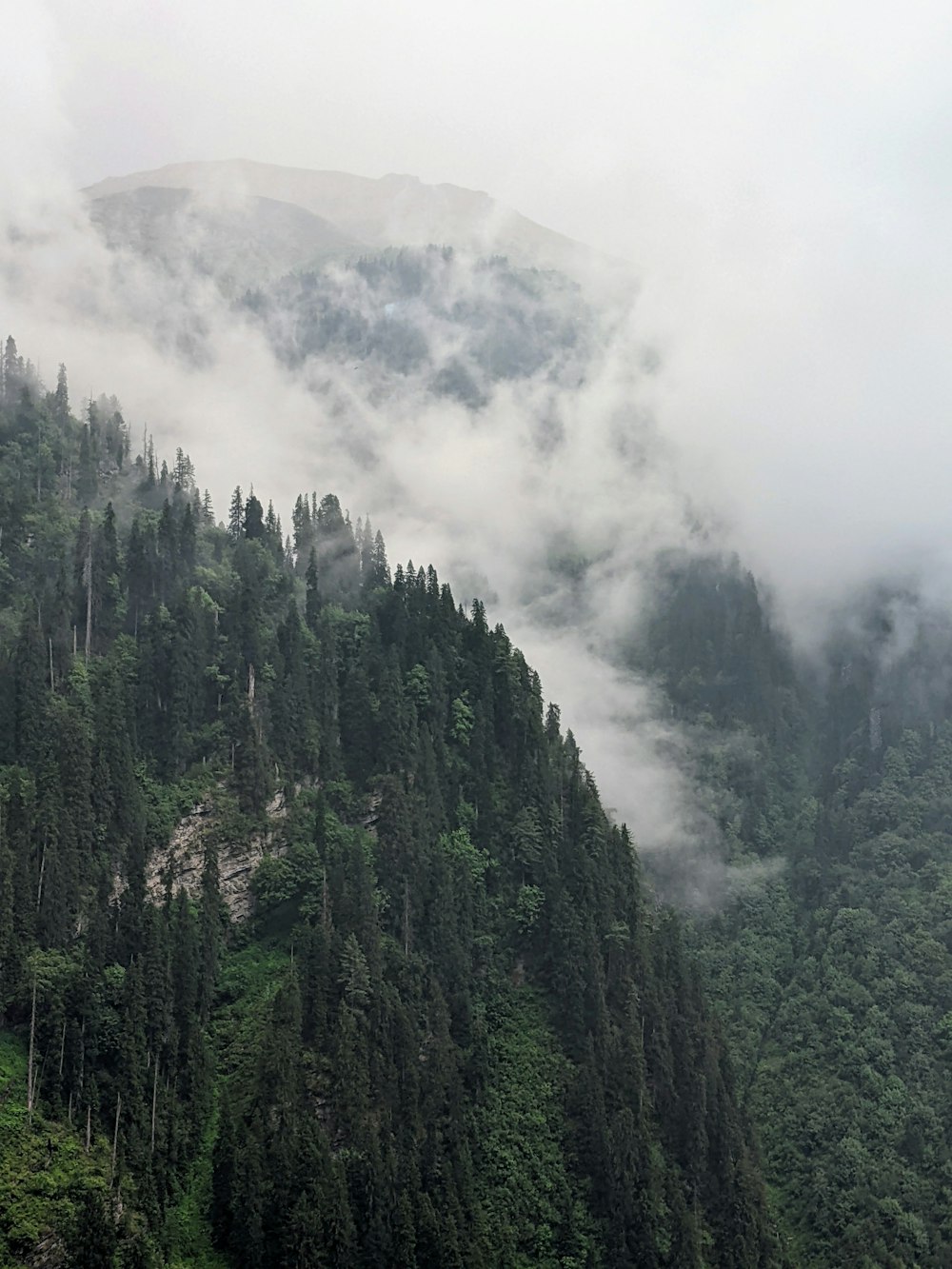 un bosque de árboles