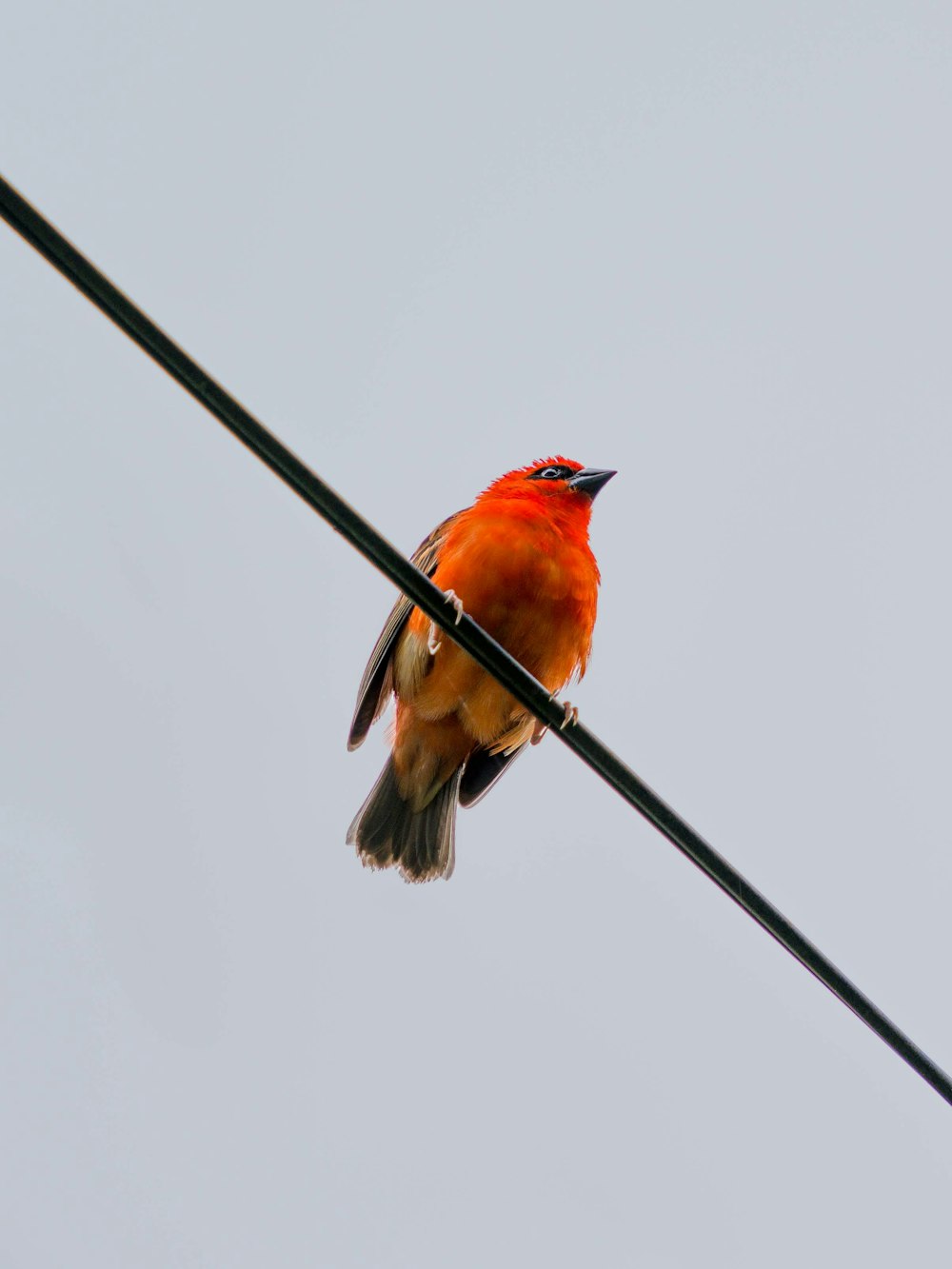 a bird sitting on a branch