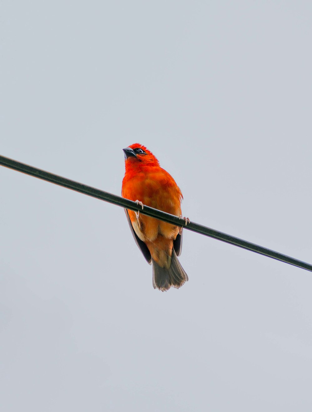 a bird sitting on a branch