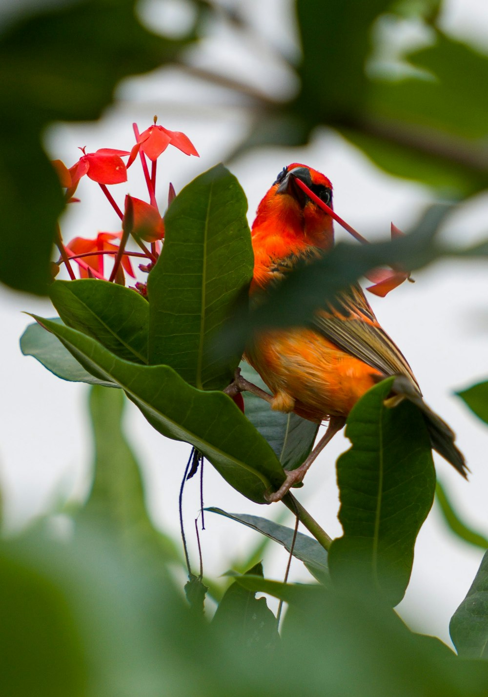 a bird perched on a leaf