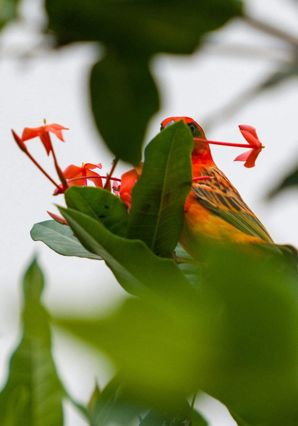 a bug on a plant