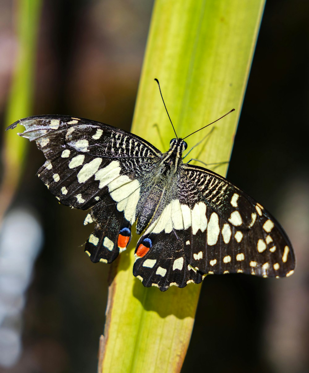 a butterfly on a leaf